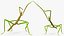 Phasmatodea Stick Insect Rigged for Maya