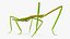 Phasmatodea Stick Insect Rigged for Maya