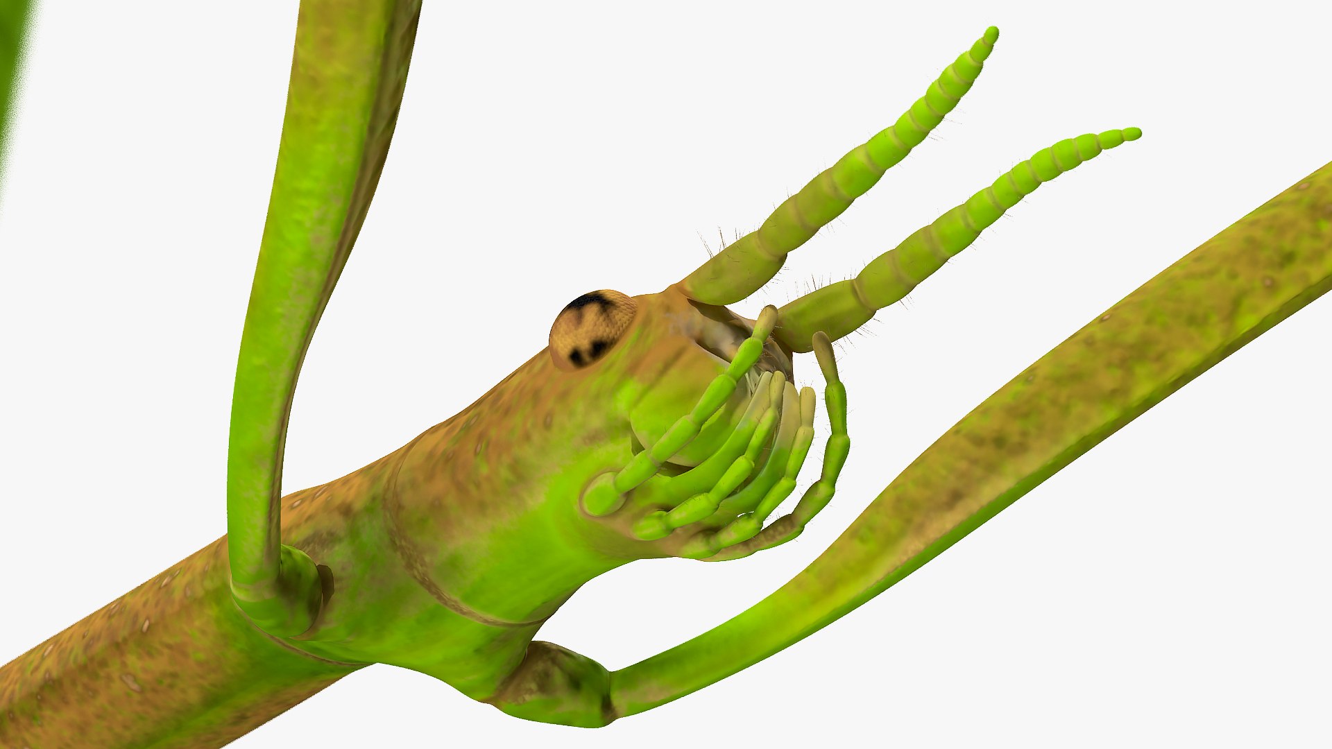 phasmatodea stick insect rigged 3D model https://p.turbosquid.com/ts-thumb/r9/DGQvul/JqfHWQdD/phasmatodeastickinsectriggedc4dmodel022/jpg/1579164695/1920x1080/fit_q87/ab9d190a6639168c9624a3a891d60c9f7f59008b/phasmatodeastickinsectriggedc4dmodel022.jpg