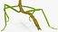 Phasmatodea Stick Insect Rigged for Maya