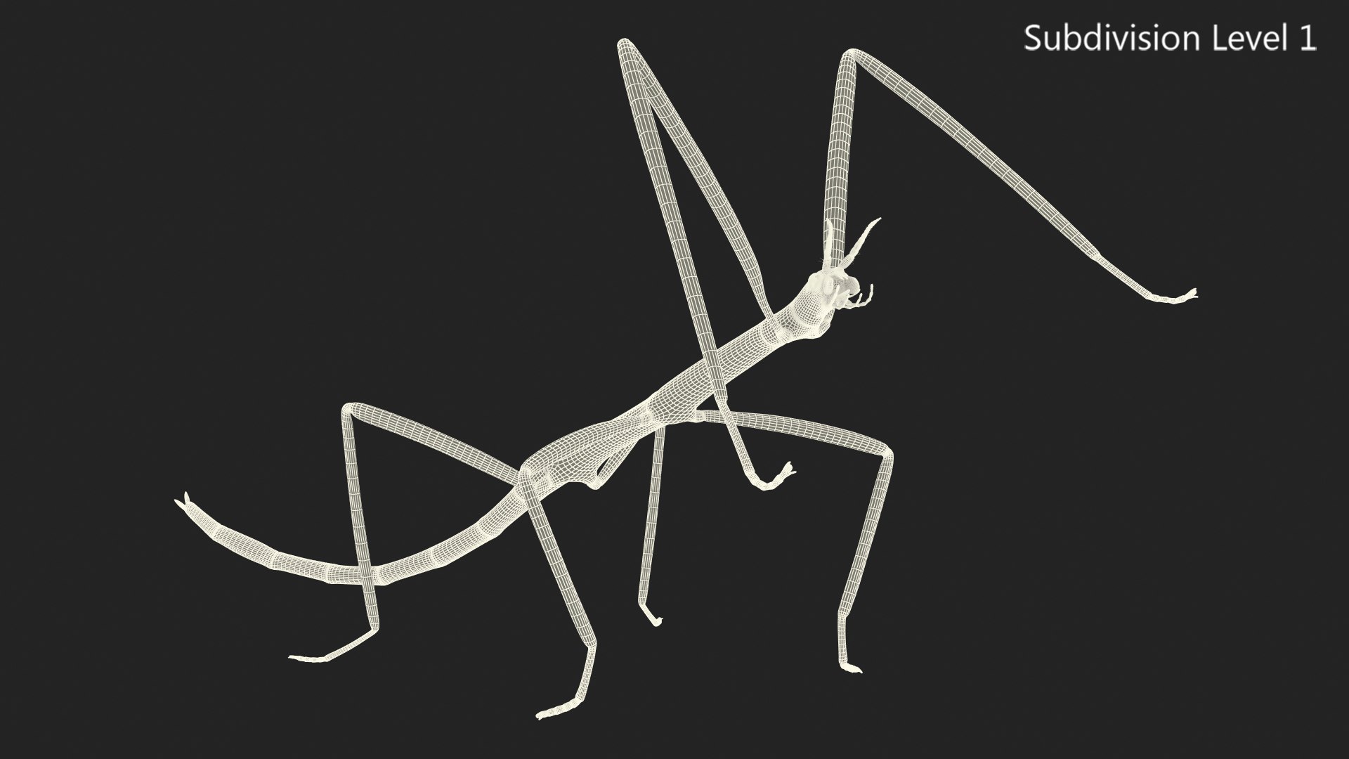 phasmatodea stick insect rigged 3D model https://p.turbosquid.com/ts-thumb/r9/DGQvul/NDKOAGyB/phasmatodeastickinsectriggedc4dmodel024/jpg/1579164708/1920x1080/fit_q87/12261a90e79437f16b491d7121b0bd62b0c04c78/phasmatodeastickinsectriggedc4dmodel024.jpg