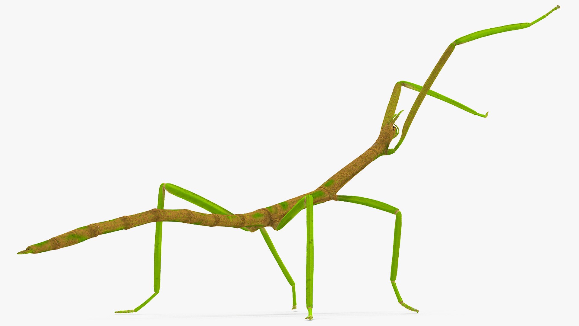 phasmatodea stick insect rigged 3D model https://p.turbosquid.com/ts-thumb/r9/DGQvul/RMjVKf31/phasmatodeastickinsectriggedc4dmodel010/jpg/1579164596/1920x1080/fit_q87/a1629cc0d12060d20cd896ae68cf16c5b3d0cf69/phasmatodeastickinsectriggedc4dmodel010.jpg
