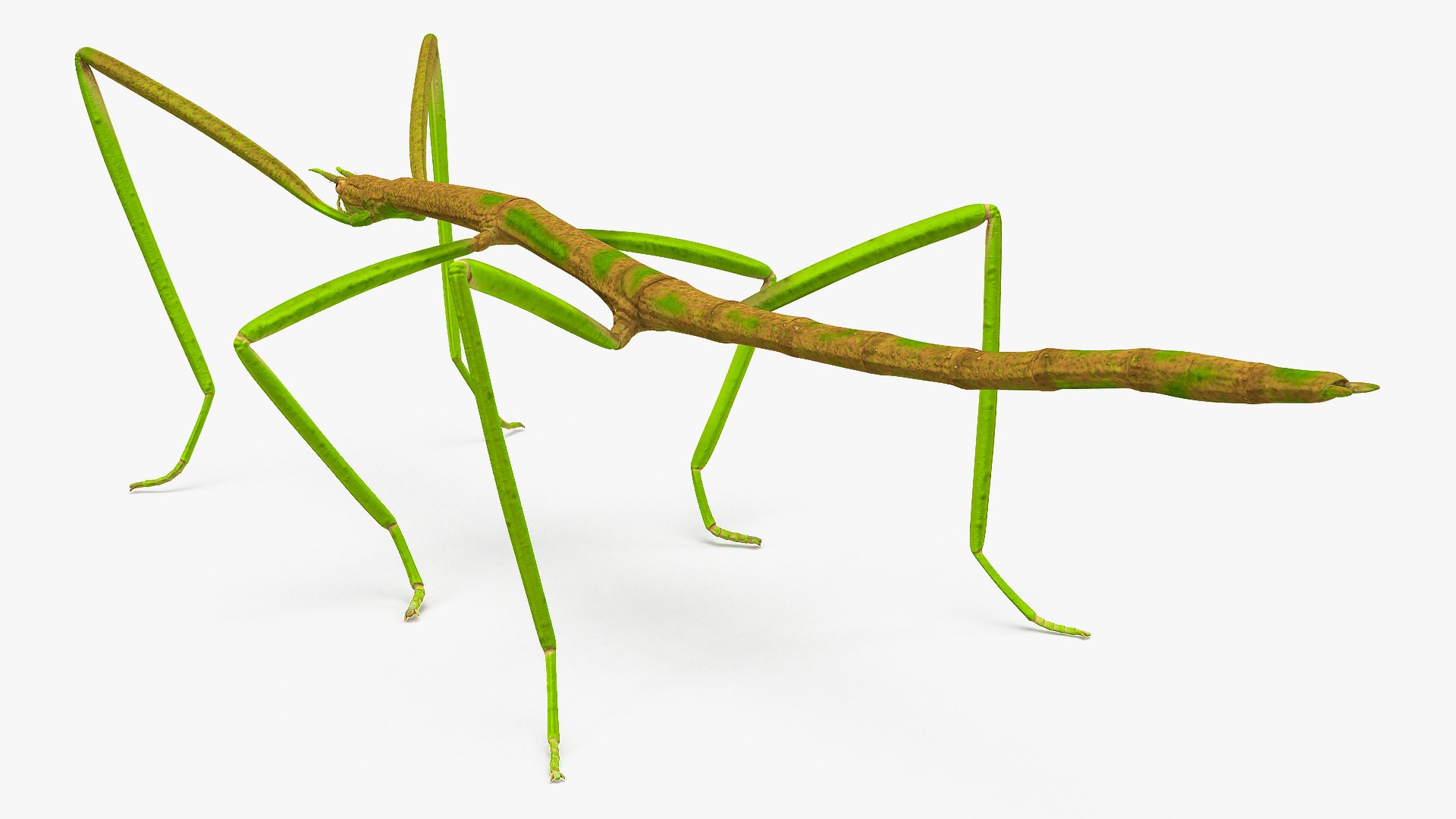 phasmatodea stick insect rigged 3D model https://p.turbosquid.com/ts-thumb/r9/DGQvul/TuHC4JHZ/phasmatodeastickinsectriggedc4dmodel011/jpg/1579164603/1920x1080/fit_q87/61d8757c5b99d93d5f8d6bef596caddf07701de9/phasmatodeastickinsectriggedc4dmodel011.jpg