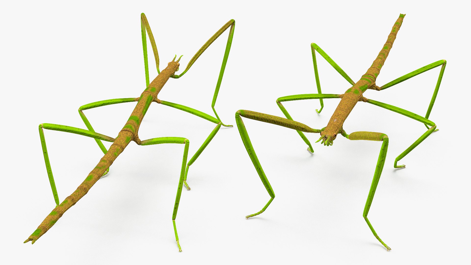 phasmatodea stick insect rigged 3D model https://p.turbosquid.com/ts-thumb/r9/DGQvul/WcFVfTZf/phasmatodeastickinsectriggedc4dmodel013/jpg/1579164616/1920x1080/fit_q87/ce9a5c94bf83b0679f4e3fd4c4c38034e553bc9f/phasmatodeastickinsectriggedc4dmodel013.jpg