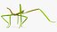 Phasmatodea Stick Insect Rigged for Maya