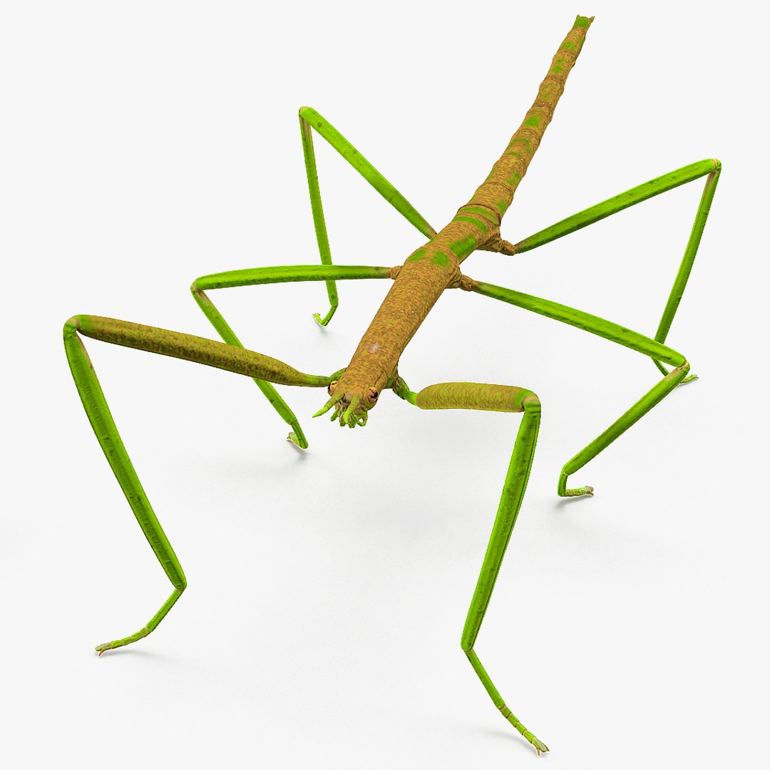 phasmatodea stick insect rigged 3D model https://p.turbosquid.com/ts-thumb/r9/DGQvul/ZeqCws1k/phasmatodeastickinsectriggedmayamb01/jpg/1583742507/1920x1080/fit_q87/f65971a442a2807a88c15c219e1911cccaed8cdf/phasmatodeastickinsectriggedmayamb01.jpg