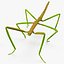 Phasmatodea Stick Insect Rigged for Maya