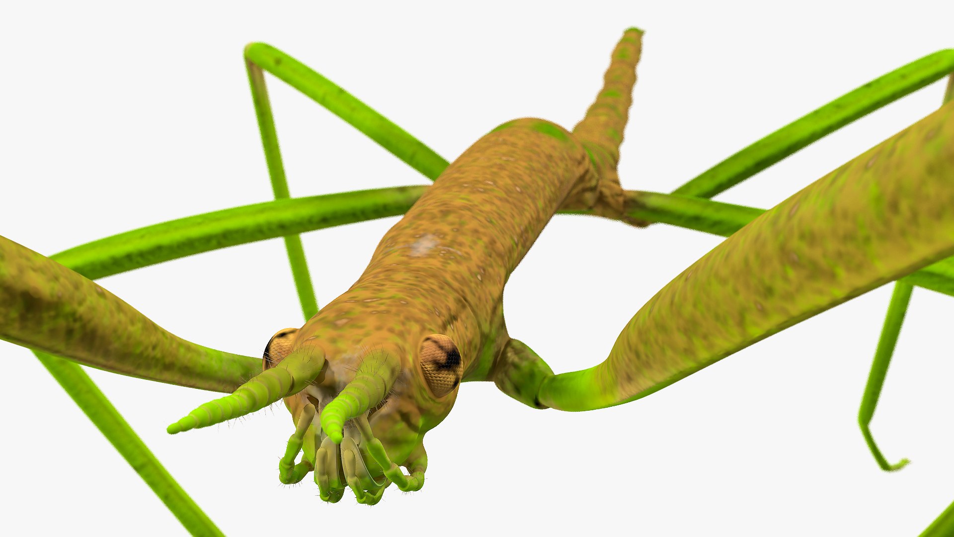 phasmatodea stick insect rigged 3D model https://p.turbosquid.com/ts-thumb/r9/DGQvul/b3pH8HxP/phasmatodeastickinsectriggedc4dmodel018/jpg/1579164666/1920x1080/fit_q87/8219fa6881bf7c9ebbfeebf407f18ee8b4524e1d/phasmatodeastickinsectriggedc4dmodel018.jpg