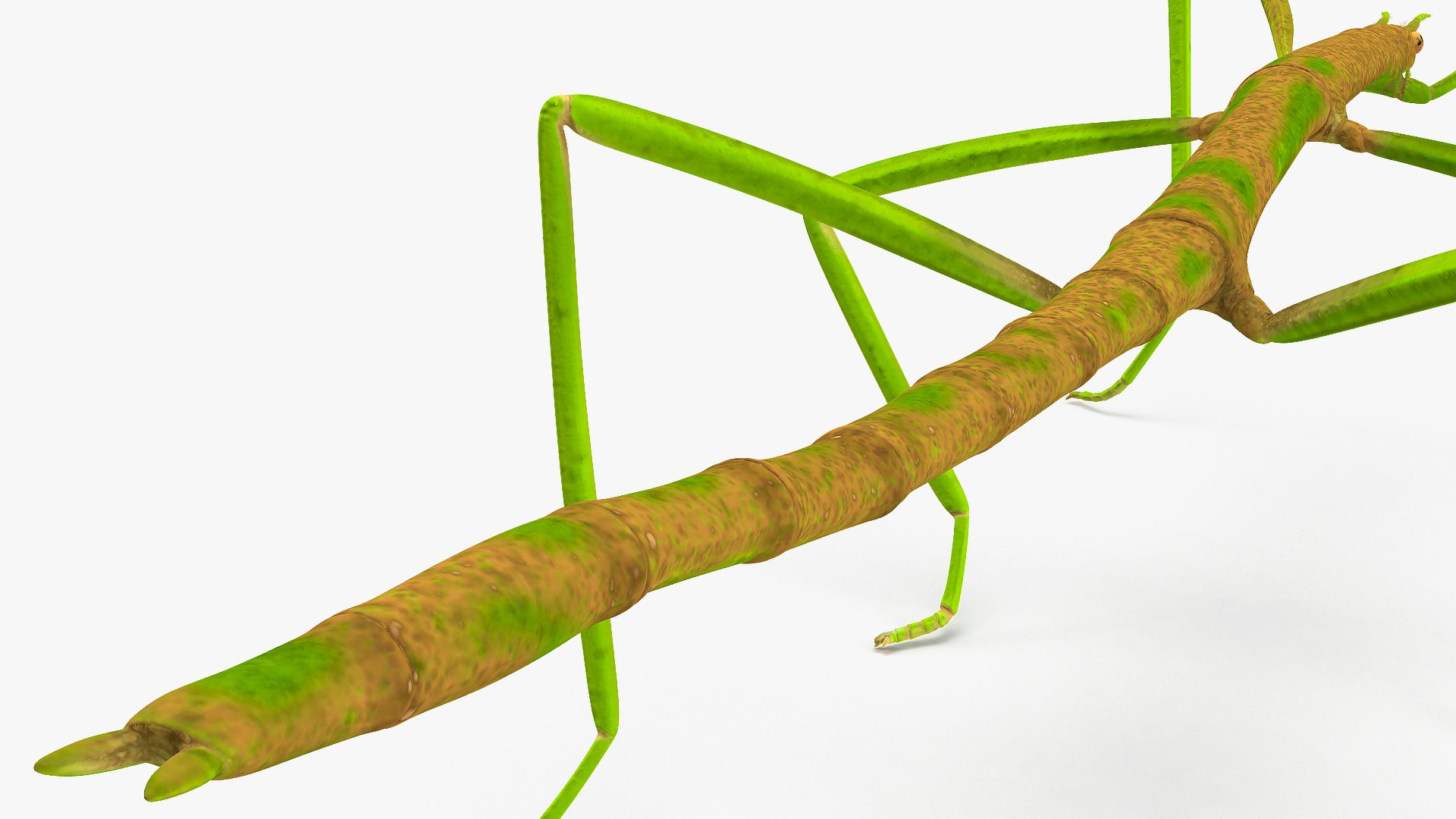 phasmatodea stick insect rigged 3D model https://p.turbosquid.com/ts-thumb/r9/DGQvul/c3fOKwmV/phasmatodeastickinsectriggedc4dmodel020/jpg/1579164681/1920x1080/fit_q87/51cbf14e444edf8ddd4bdd1c725abc3e667277b8/phasmatodeastickinsectriggedc4dmodel020.jpg