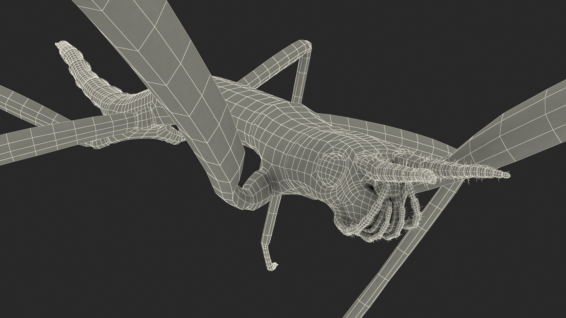 phasmatodea stick insect rigged 3D model https://p.turbosquid.com/ts-thumb/r9/DGQvul/dNVROwkh/phasmatodeastickinsectriggedc4dmodel031/jpg/1579164761/1920x1080/fit_q87/969dbad6d92ae92293085f77f5e0abba15f30fc1/phasmatodeastickinsectriggedc4dmodel031.jpg