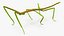 Phasmatodea Stick Insect Rigged for Maya
