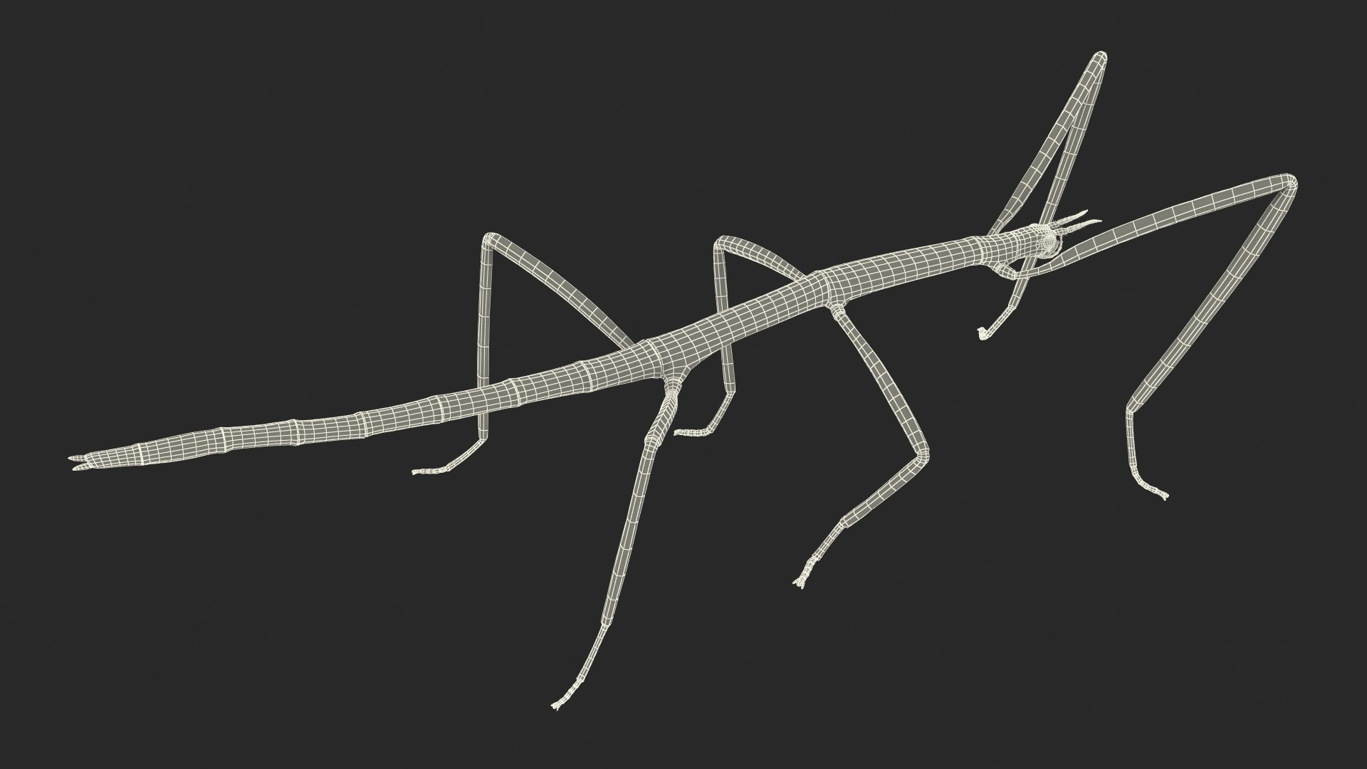 phasmatodea stick insect rigged 3D model https://p.turbosquid.com/ts-thumb/r9/DGQvul/rzPUXFpT/phasmatodeastickinsectriggedc4dmodel030/jpg/1579164754/1920x1080/fit_q87/a4d91a099d380fc8694f33ceb7462bc56ac5ba13/phasmatodeastickinsectriggedc4dmodel030.jpg