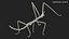 Phasmatodea Stick Insect Rigged for Maya