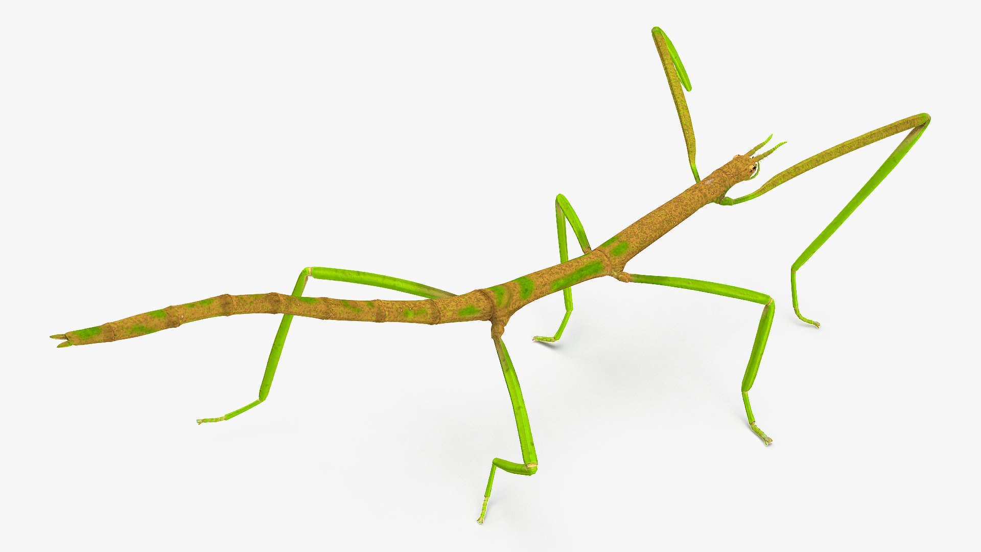 phasmatodea stick insect rigged 3D model https://p.turbosquid.com/ts-thumb/r9/DGQvul/zmNjV2rg/phasmatodeastickinsectriggedc4dmodel006/jpg/1579164570/1920x1080/fit_q87/09bb93b6ae76dda1f66d1aba97c00f411f99b31a/phasmatodeastickinsectriggedc4dmodel006.jpg