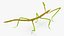 Phasmatodea Stick Insect Rigged for Maya
