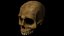 Human Skull - No Jaw - 3D Model - ABB