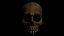 Human Skull - No Jaw - 3D Model - ABB