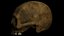 Human Skull - No Jaw - 3D Model - ABB