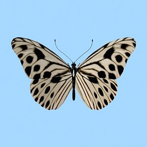Butterfly2