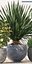 plants 167