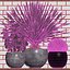 plants 167