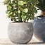 plants 167