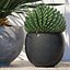 plants 167