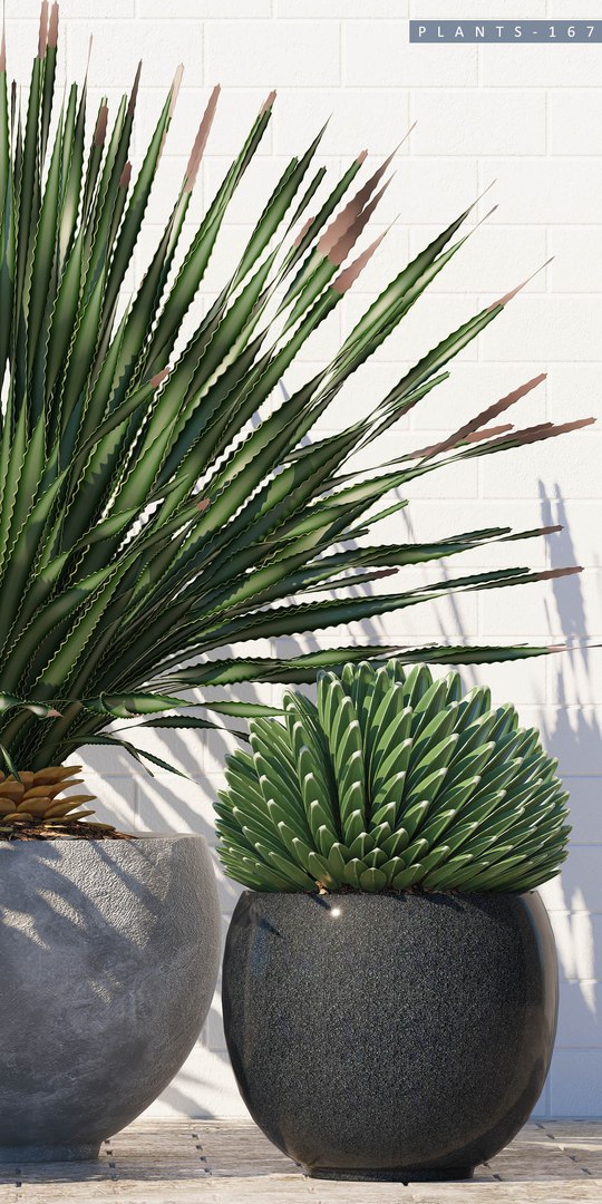 plants 167 model https://p.turbosquid.com/ts-thumb/r9/QQZ2C7/mm8TNlrw/p167b/jpg/1589358861/1920x1080/fit_q87/c17ff5b5f0b0bc37b83a2be1c5a87f15e0187846/p167b.jpg