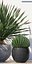 plants 167
