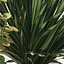 plants 167