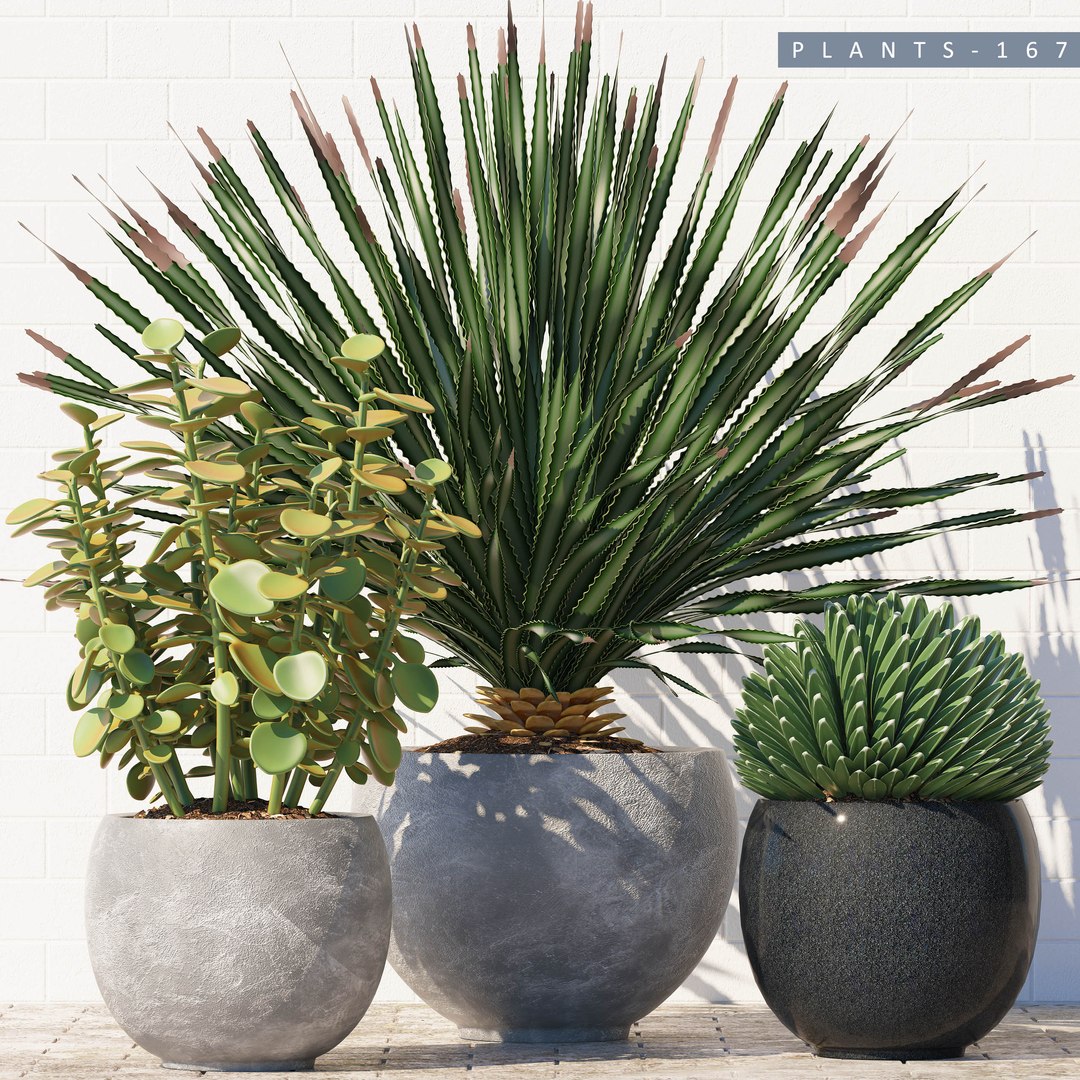 plants 167 model https://p.turbosquid.com/ts-thumb/r9/QQZ2C7/vGicF9Y1/p167/jpg/1589358844/1920x1080/fit_q87/dd2c8d210885879d2c9010c97b349887c1bb9af9/p167.jpg