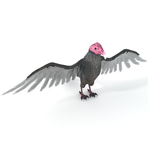 3D turkey buzzard model
