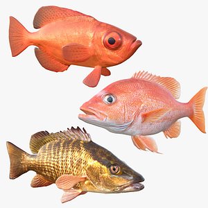 Snapper Fish Collection