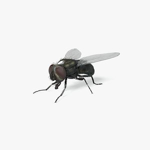 Housefly - Production Ready 3D