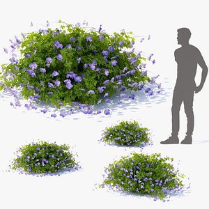 Geranium hybride Rozanne flower 3D