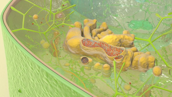 Plant Cell Structure 3D model - TurboSquid 1732649