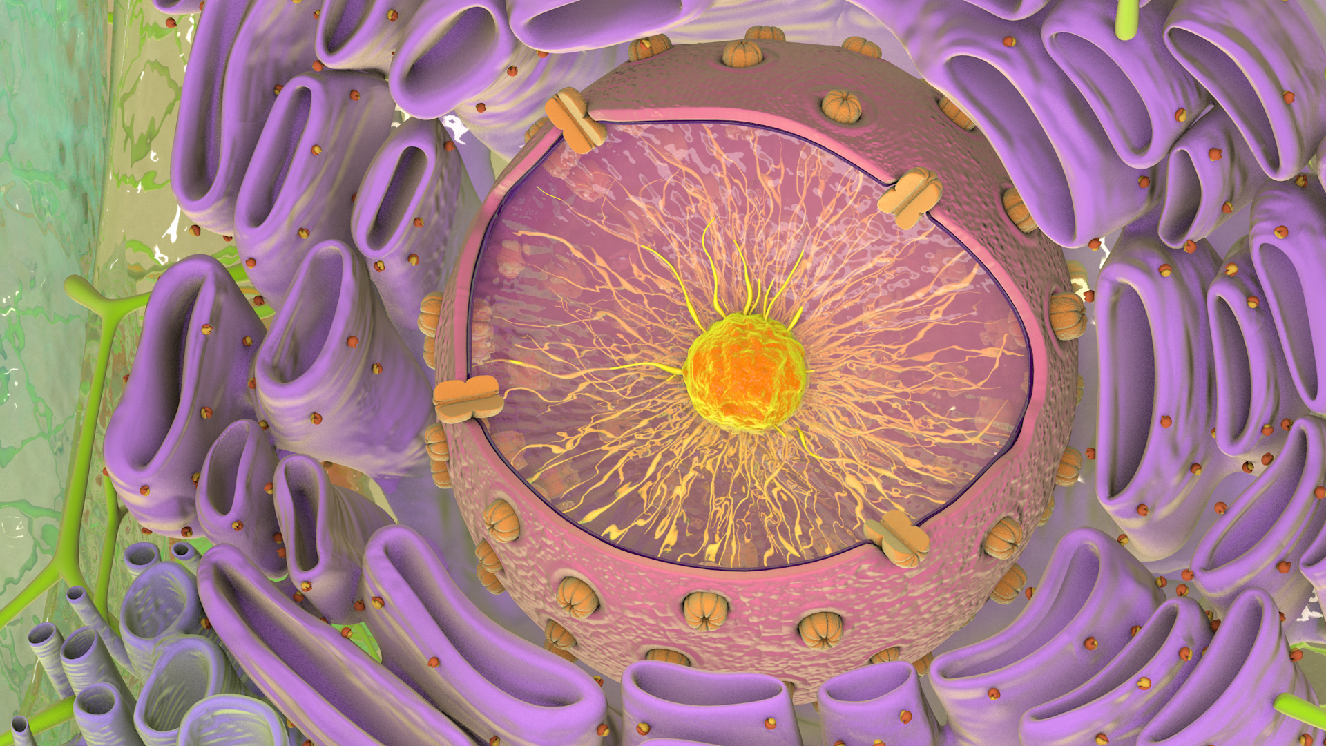 Plant Cell Structure 3D model - TurboSquid 1732649