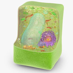 Plant Cell Structure 3D model