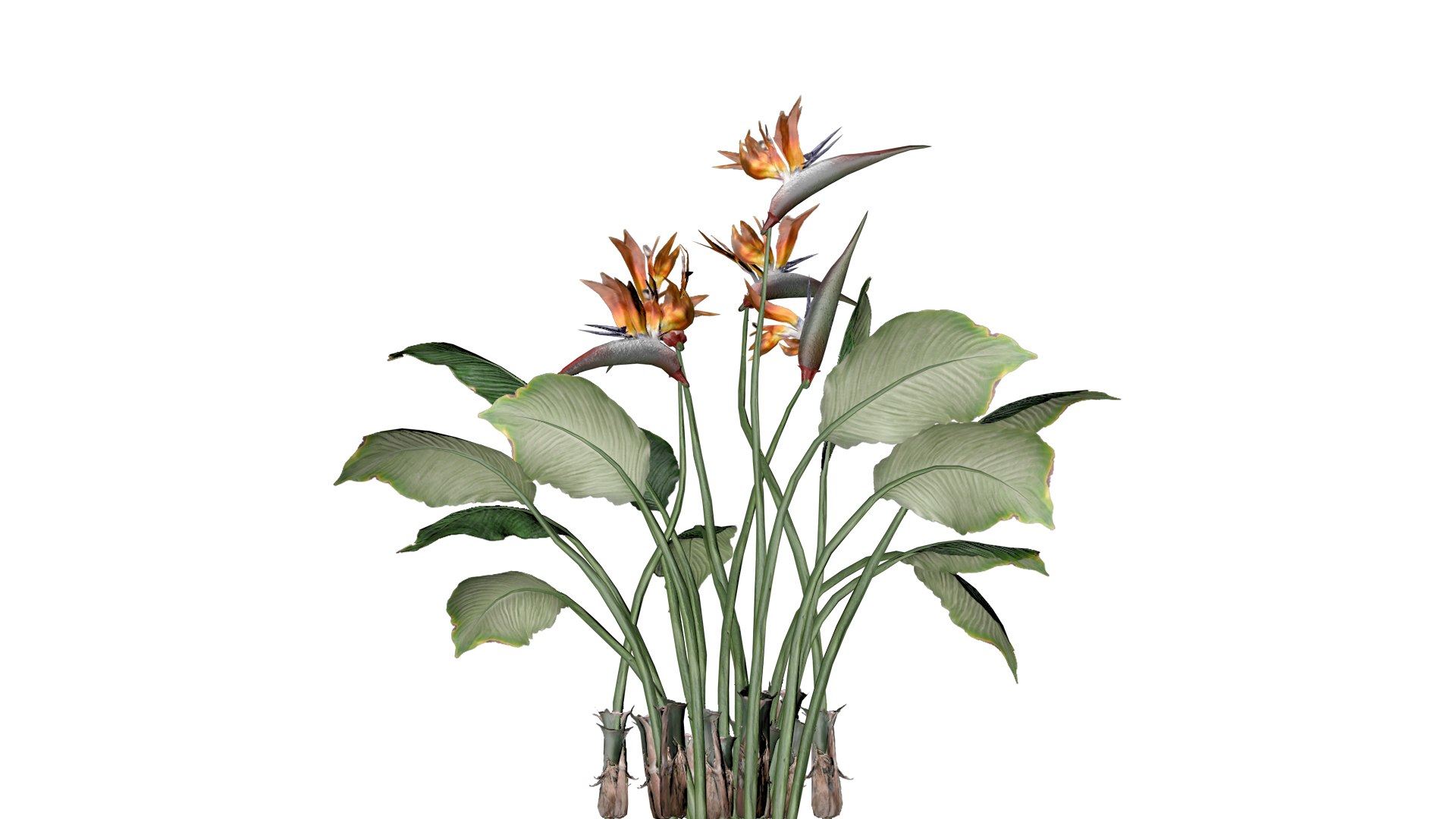 Bird of Paradise Flowers - 07 - 3D https://p.turbosquid.com/ts-thumb/rA/GyFuxI/UN/bop_72/png/1741690219/1920x1080/fit_q87/9e25ae805dfa74e73d411eb3a477fc632ea9dfbb/bop_72.jpg
