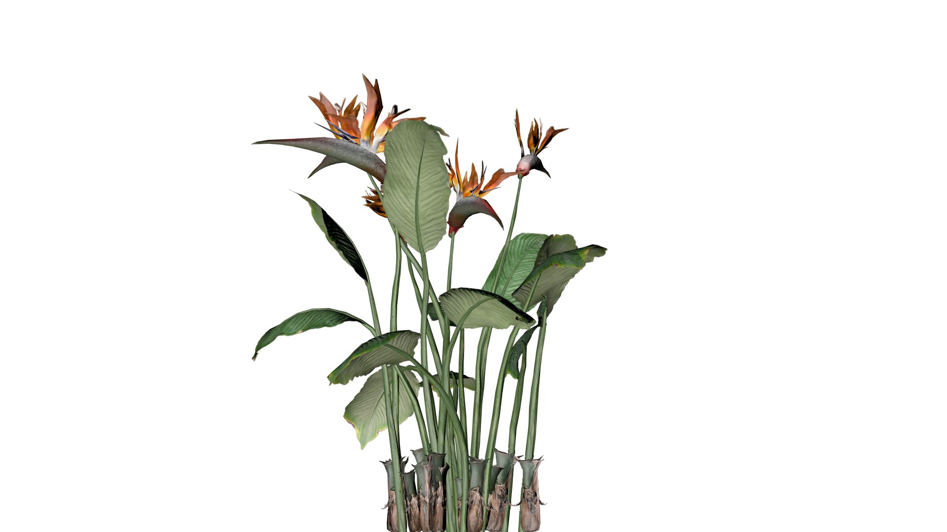 Bird of Paradise Flowers - 07 - 3D https://p.turbosquid.com/ts-thumb/rA/GyFuxI/WV/bop_71/png/1741690218/1920x1080/fit_q87/4d9b3fdbbd413004f35fd92b5b85aa1795540490/bop_71.jpg
