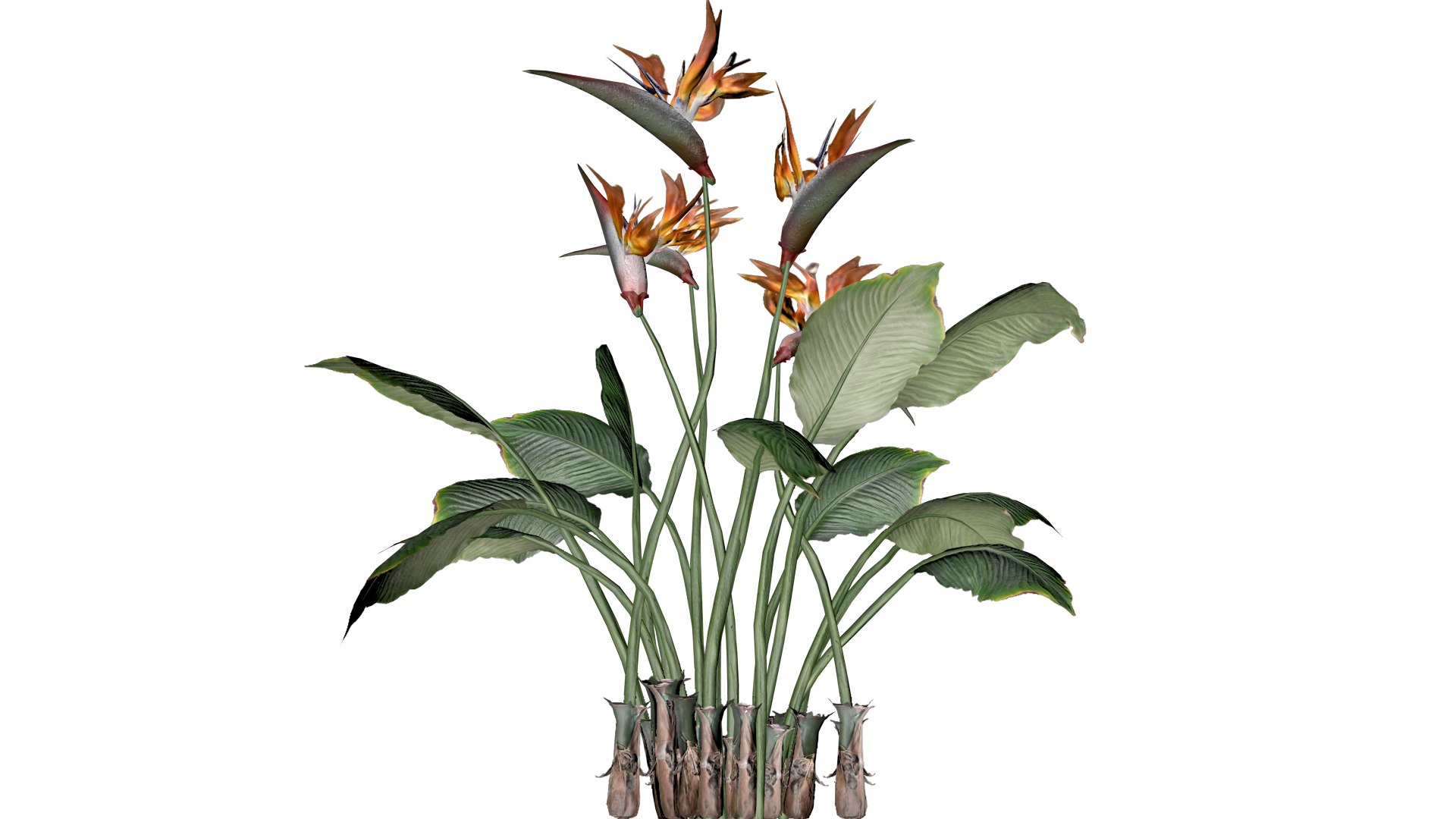 Bird of Paradise Flowers - 07 - 3D https://p.turbosquid.com/ts-thumb/rA/GyFuxI/iA/bop_7/png/1741690218/1920x1080/fit_q87/53e7d18e557b3a10f37bf529ce27af5bc0f638a2/bop_7.jpg