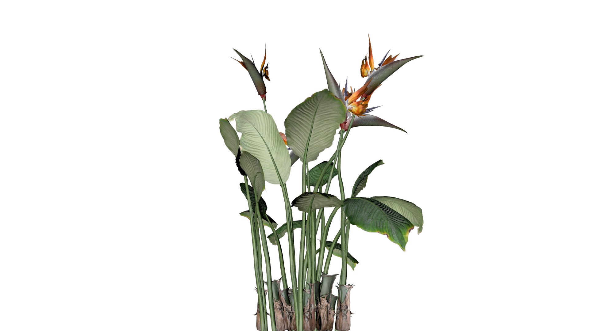 Bird of Paradise Flowers - 07 - 3D https://p.turbosquid.com/ts-thumb/rA/GyFuxI/zU/bop_73/png/1741690219/1920x1080/fit_q87/4aaba798b5aea1f2f844ab5dd3186928023406c1/bop_73.jpg