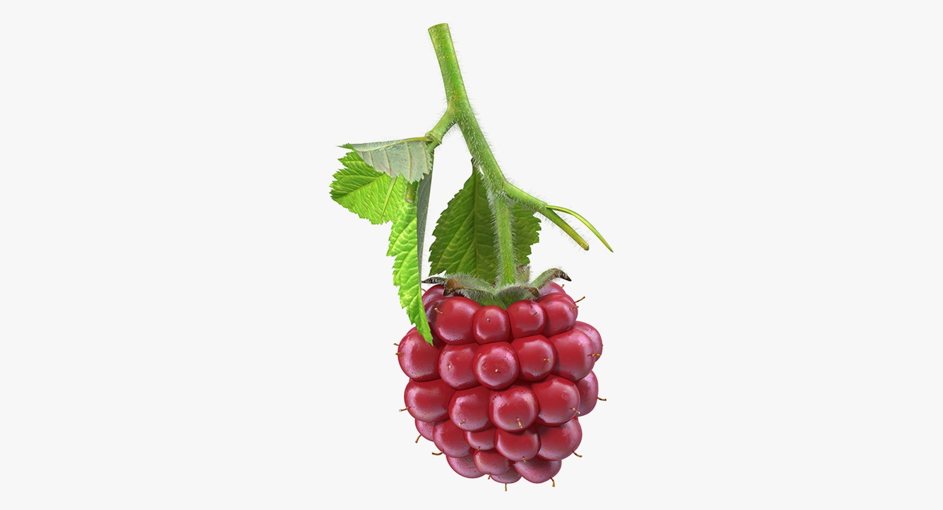 Not Ripe Berry Blackberry with Leaves Fur 3D Model 3D model preview