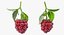 3D model ripe berry blackberry leaves
