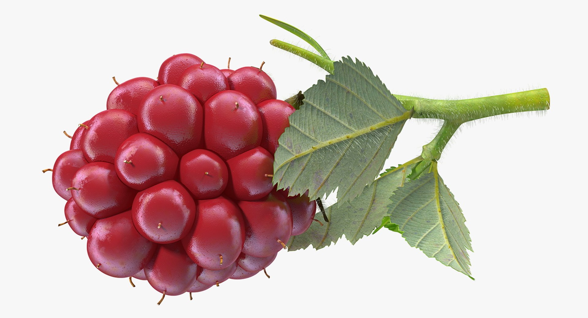 3D model ripe berry blackberry leaves - TurboSquid 1380410