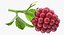 3D model ripe berry blackberry leaves