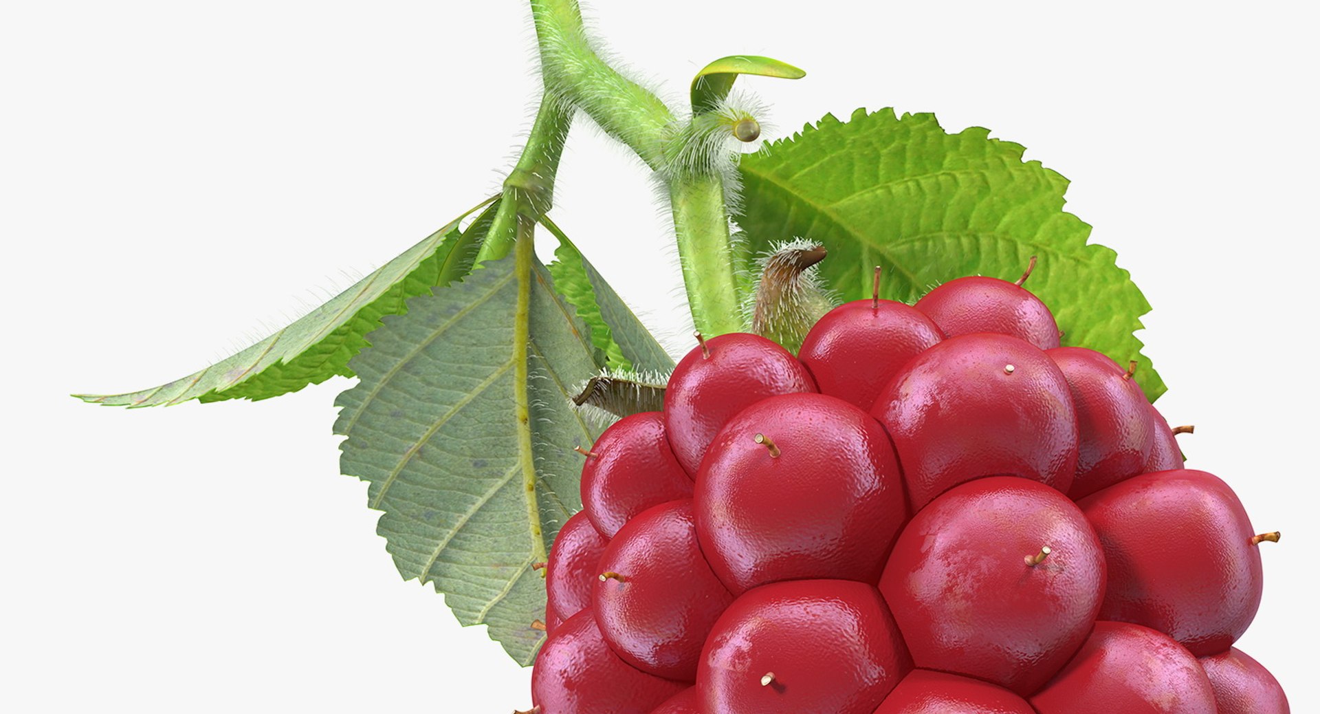 3D model ripe berry blackberry leaves - TurboSquid 1380410