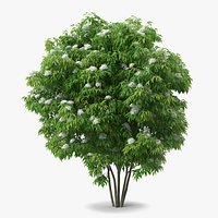 American Elderberry Blooming Shrub