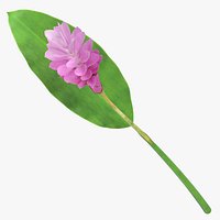 Alpini Purpurata - Pink