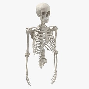 Real Human Rib Cage Spine Female Skull Calvicle Scapula and Arms Bones Anatomy White 01